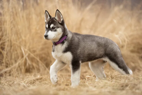 Siberian husky hundvalp — Stockfoto