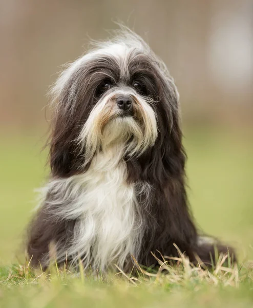 Bichon Havanais cane — Foto Stock