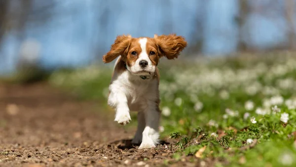 Hund — Stockfoto