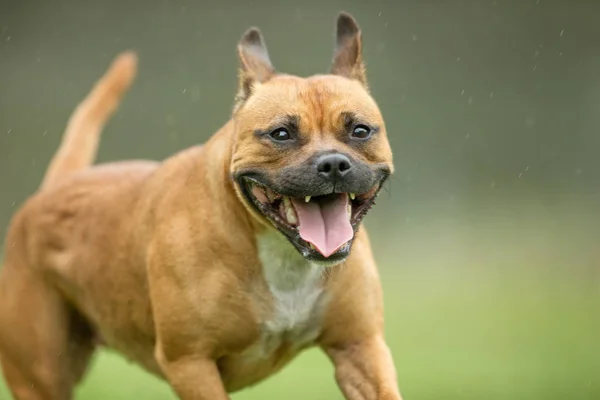 Gelukkige hond — Stockfoto