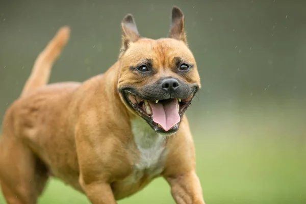 Cane felice — Foto Stock