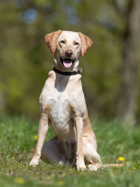 Labrador retriever dog — Stock Photo, Image