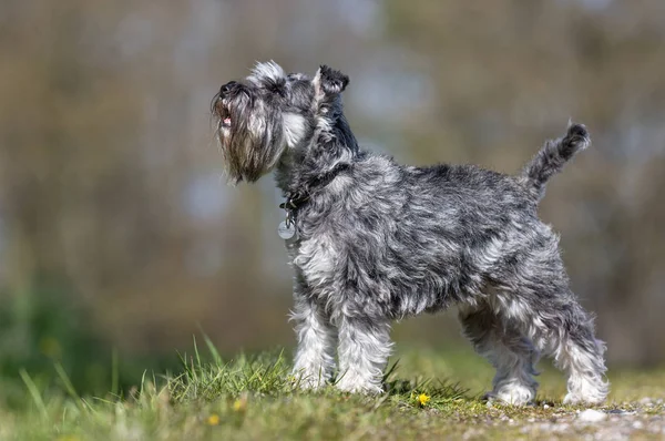 Terrier câine — Fotografie, imagine de stoc