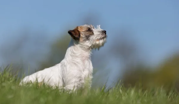 Jack Russell Anjing terrier — Stok Foto