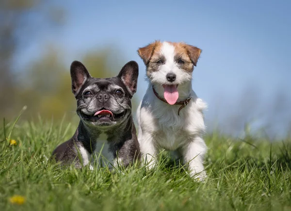 Jack Russell terrier perro — Foto de Stock