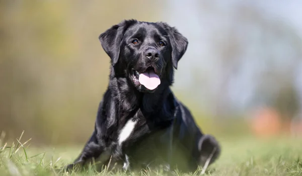 Schwarzer Labrador Retriever Hund — Stockfoto