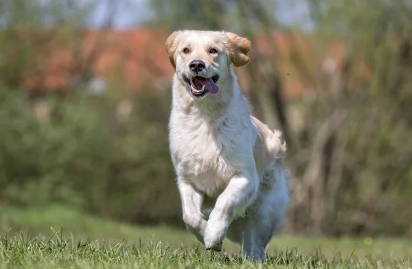 Fehér labrador Vizsla kutya — Stock Fotó