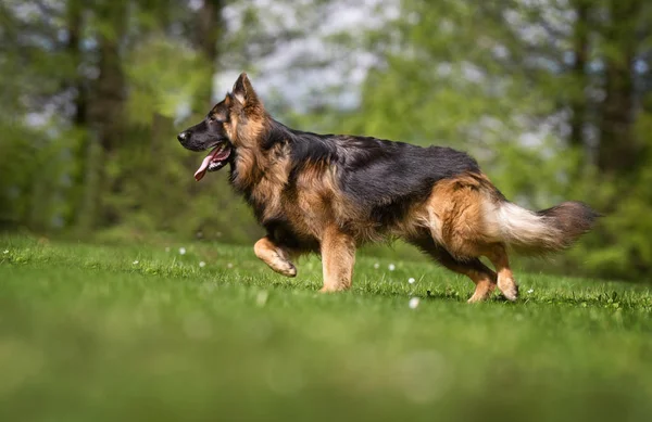 Cão pastor alemão — Fotografia de Stock