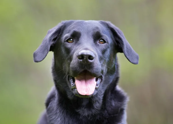 Perro labrador retriever —  Fotos de Stock