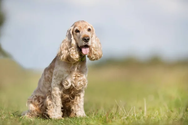 可卡犬狗 — 图库照片