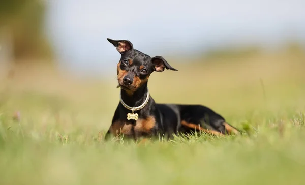 Perro pequeño — Foto de Stock