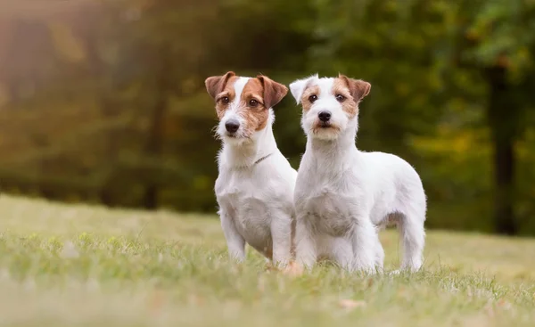 Jack Russel terrier perro —  Fotos de Stock
