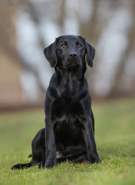 Perro de raza pura — Foto de Stock