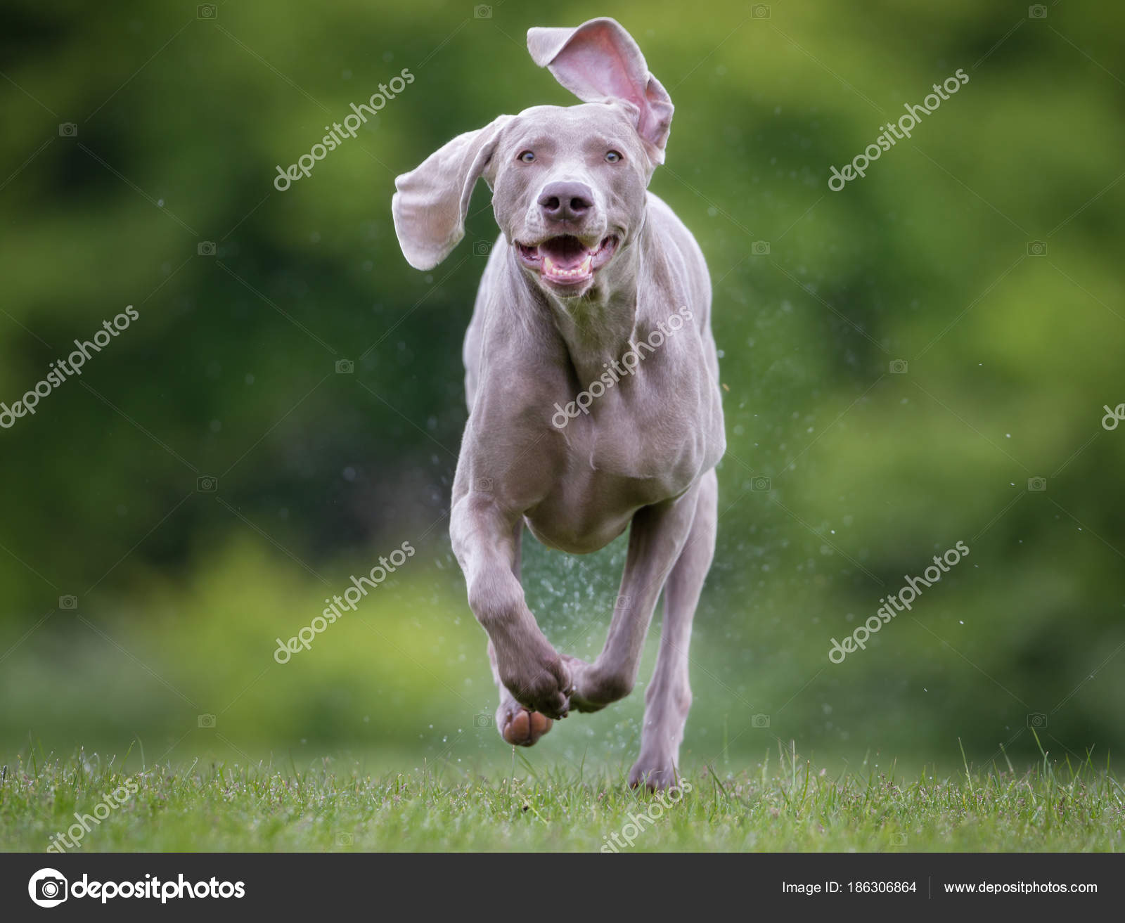 Race Chien Braque De Weimar à Lextérieur Dans La Nature