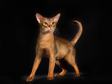 İzole üzerinde siyah arka plan safkan Somali kedi