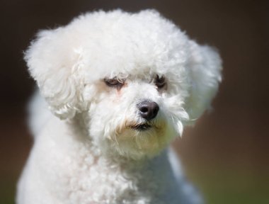 Bichon Frise köpek açık havada doğa içinde