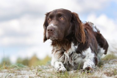 Kleiner Munsterlander köpek açık havada doğa içinde