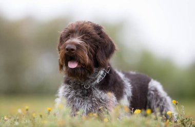Alman wirehaired ibre köpek açık havada doğa içinde