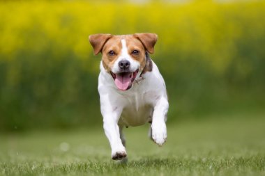 Çalışan mutlu ve gülümseyerek Danimarka İsveç çiftlik köpek