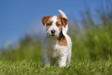 Jack Russell Terrier köpek çimlerin üzerine açık havada