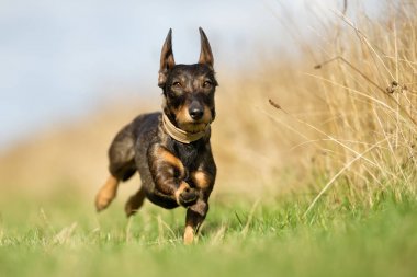 Dachshund çimenlerin üzerinde