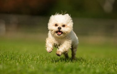 Bichon havanais köpek