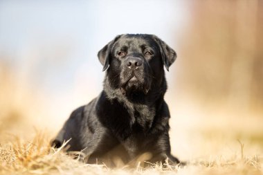 Siyah Labrador Retriever