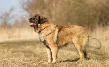 açık havada köpek