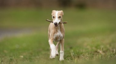 Rodezya ridgeback köpek