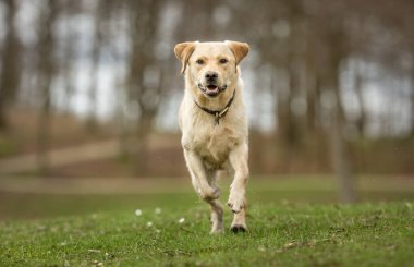 Labrador retriever köpek