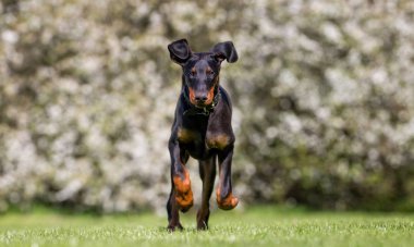 Genç dobermann köpek