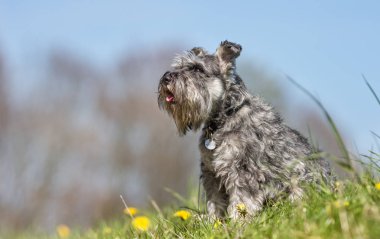 Terrier köpek