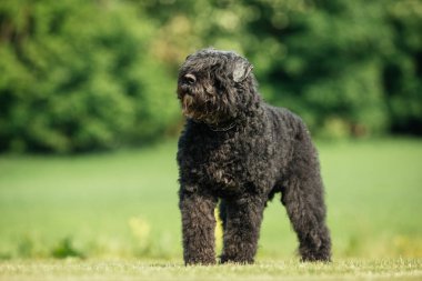 Köpek açık havada doğa içinde