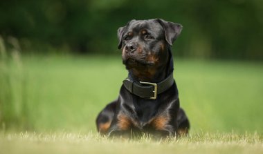 Köpek açık havada doğa içinde