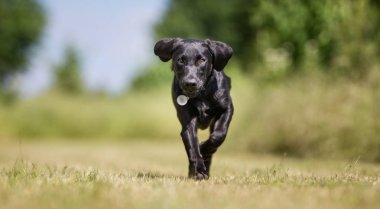 Labrador retriever köpek