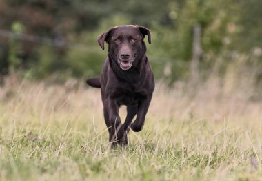 kahverengi labrador retriever köpek
