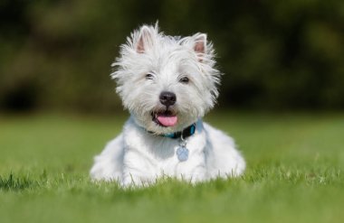 Batı İskoçya beyaz teriyer köpeği