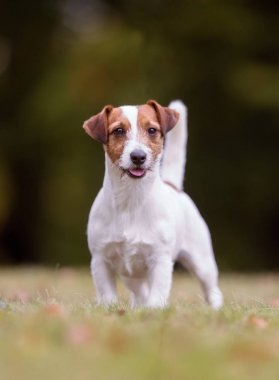Jack Russel Terrier köpeği.