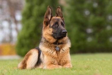 Alman çoban köpeği.