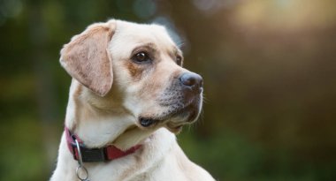 Yaşlı labrador köpek