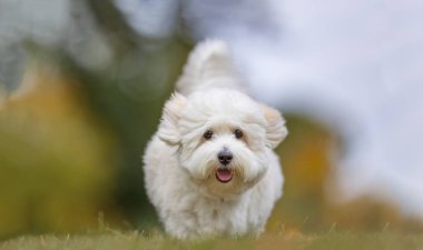doğada köpek