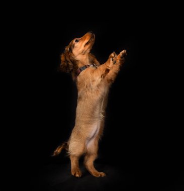 Genç uzun saçlı daksund köpek yavrusu