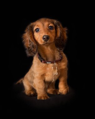 Genç uzun saçlı daksund köpek yavrusu