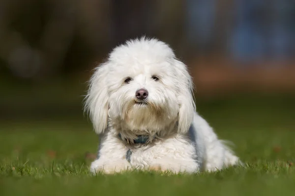 Coton de Tulear dog outdoors in nature — Stock Photo, Image