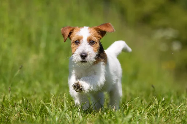 Jack Russell Terrier koira ulkona nurmikolla — kuvapankkivalokuva