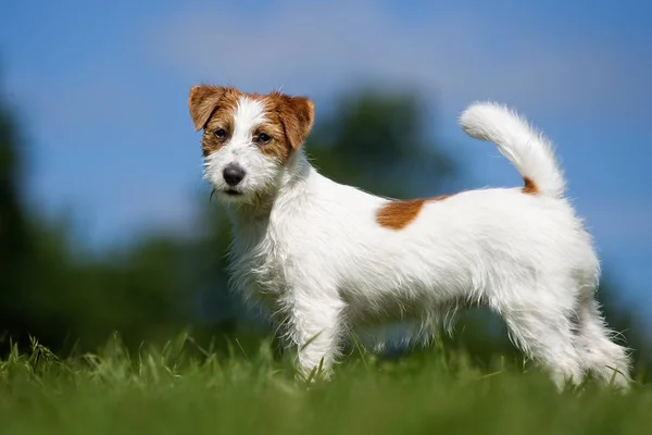 Jack Russell Terrier koira ulkona nurmikolla — kuvapankkivalokuva