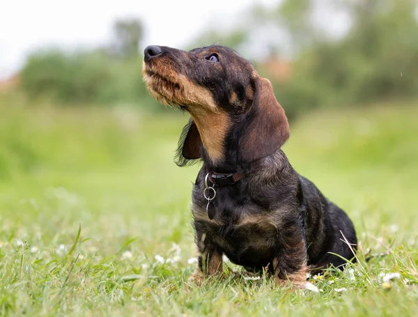 Wirehaired cão dachshund ao ar livre na natureza — Fotografia de Stock