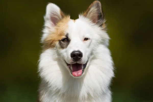 Icelandic Sheepdog buiten in de natuur — Stockfoto