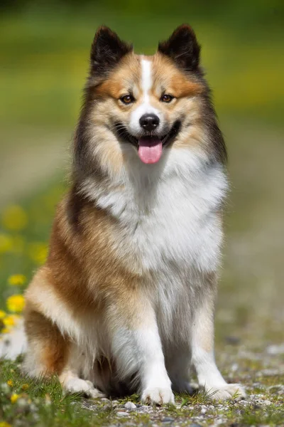 Islandês Sheepdog ao ar livre na natureza — Fotografia de Stock