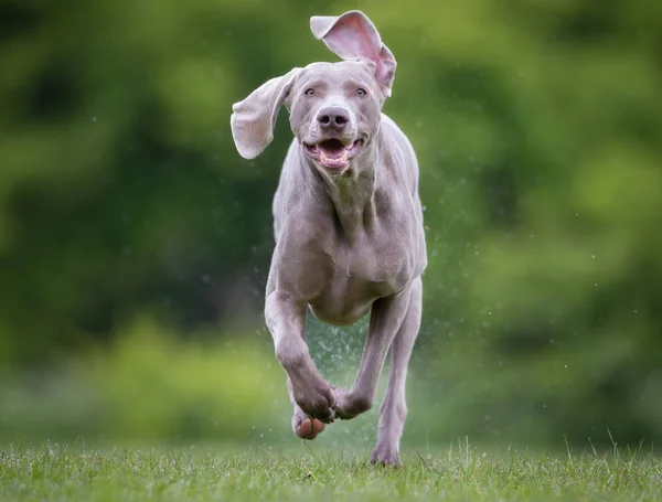 Reinrassiger Weimaraner-Hund im Freien in der Natur — Stockfoto